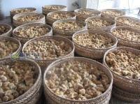 广西灵山假三黄鸡苗——农副产品市场的机遇与挑战