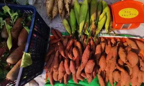 审计人助力打通农副产品产销对接最后一公里